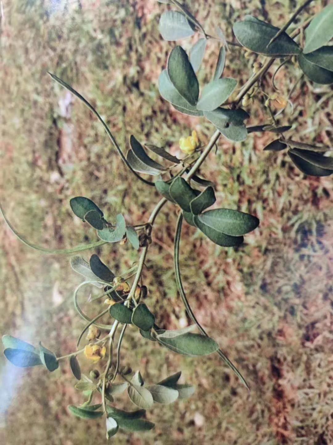 清肝明目、潤腸通便、降壓降膽固醇——決明子